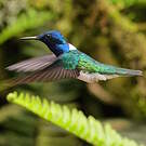Colibri jacobin