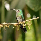 Colibri jacobin
