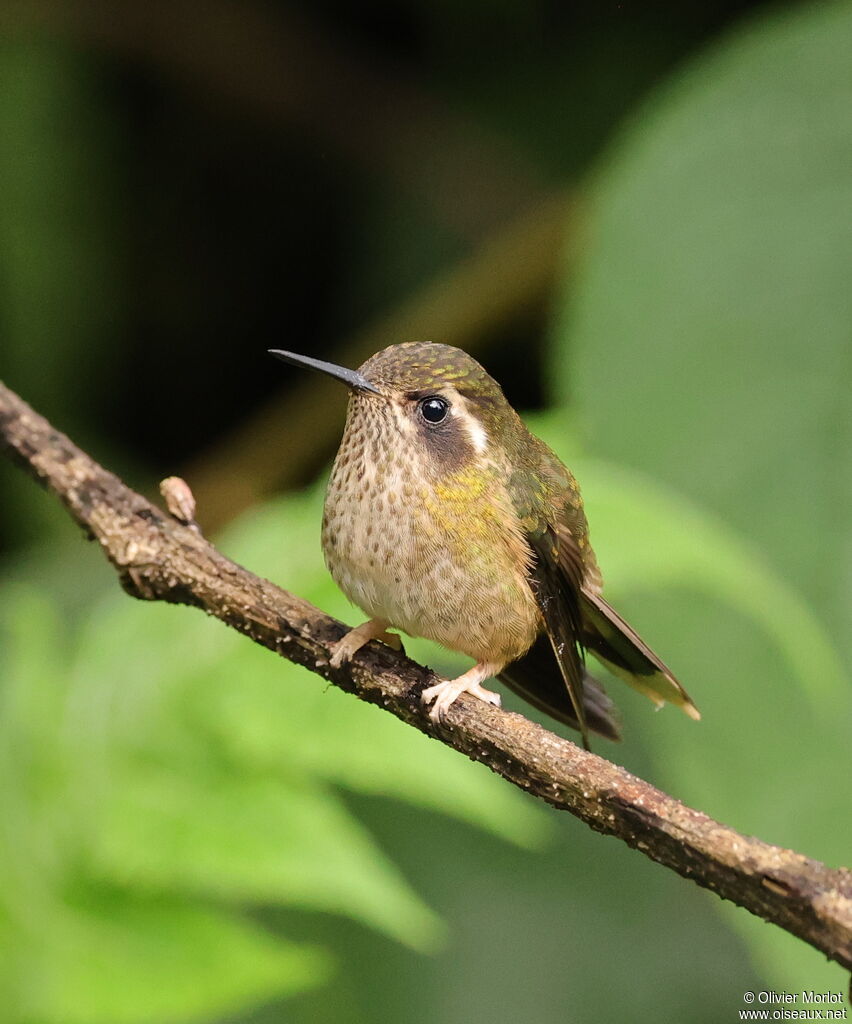 Speckled Hummingbird