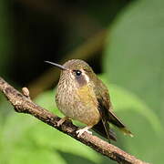 Colibri moucheté