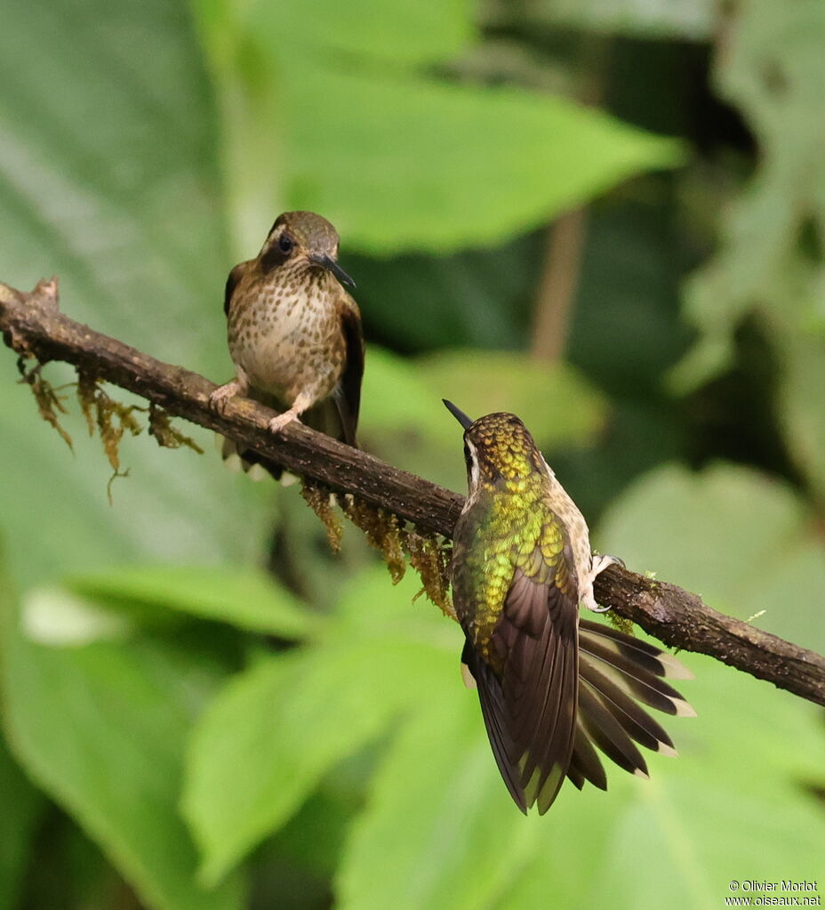 Speckled Hummingbird