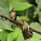 Colibri moucheté