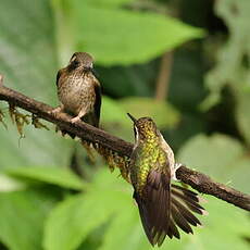 Colibri moucheté