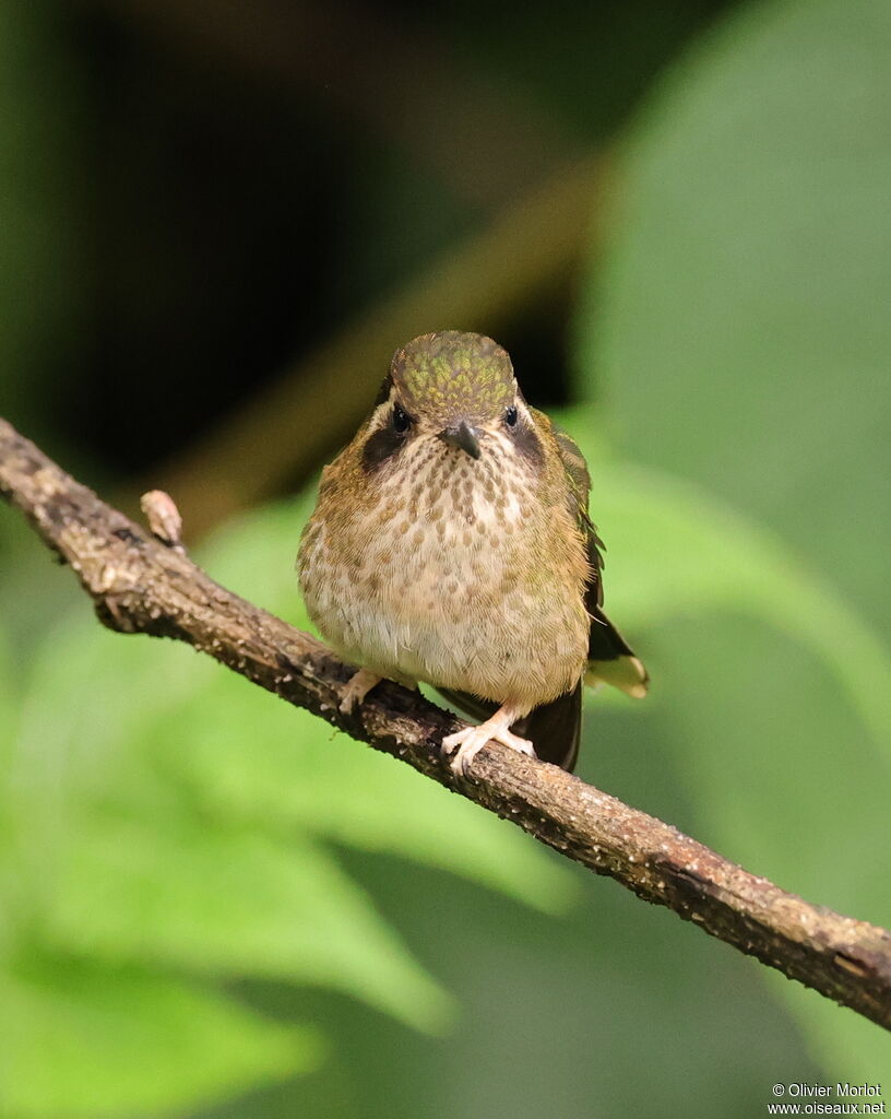 Colibri moucheté