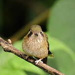 Colibri moucheté