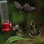 Colibri moucheté