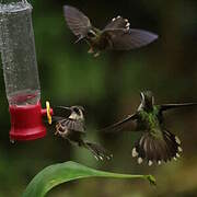 Colibri moucheté