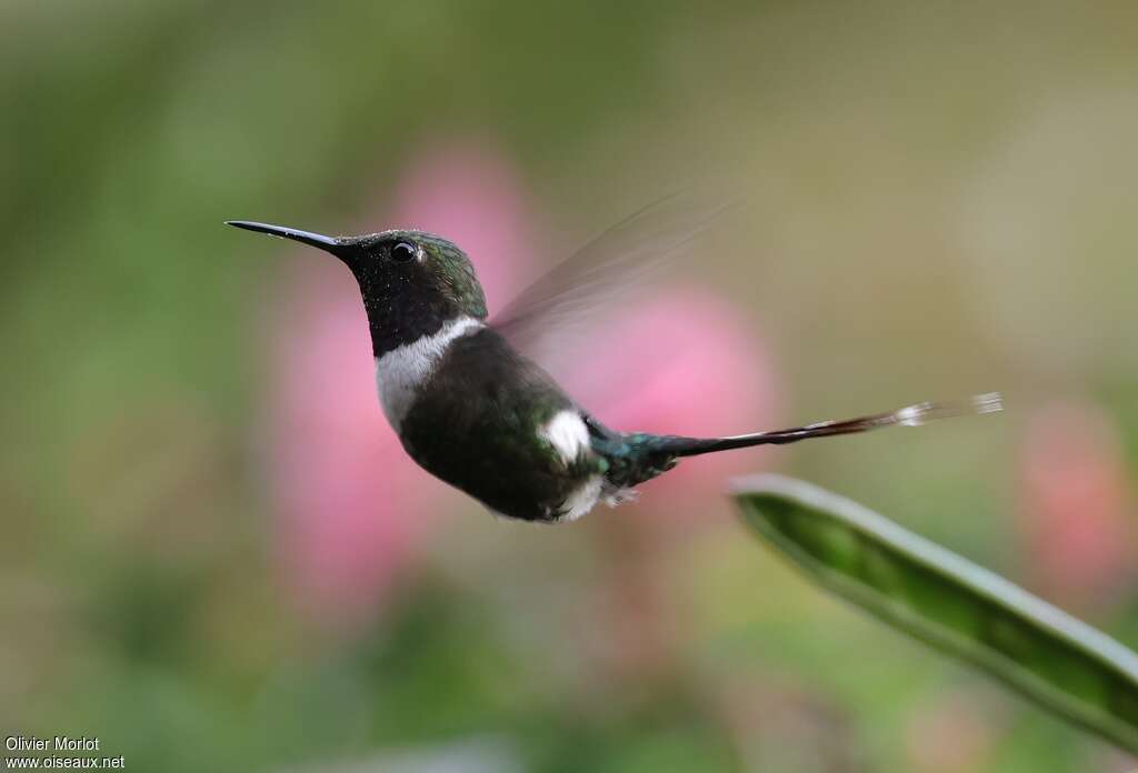 Colibri zémès, identification