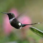 Sparkling-tailed Woodstar