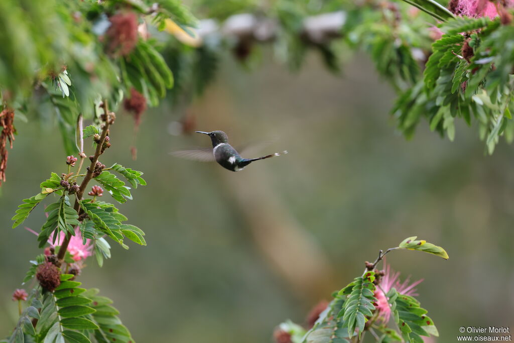 Sparkling-tailed Woodstar