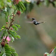 Sparkling-tailed Woodstar