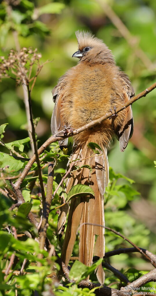 Speckled Mousebird