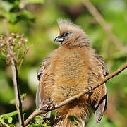 Speckled Mousebird