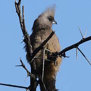 Speckled Mousebird