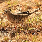 Scaled Dove