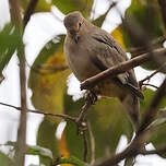Colombe picui