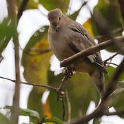 Colombe picui