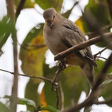 Colombe picui
