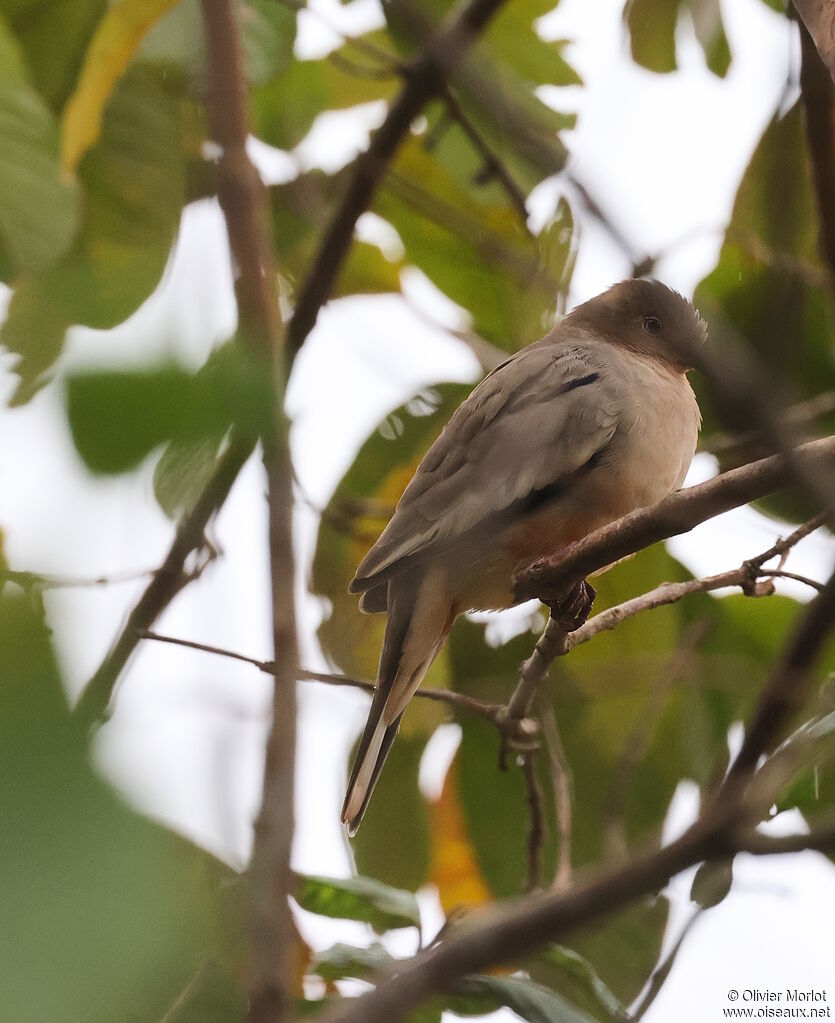 Colombe picui