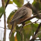 Colombe picui