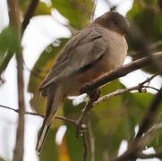 Colombe picui