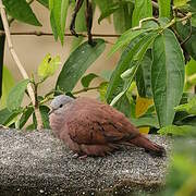 Ruddy Ground Dove