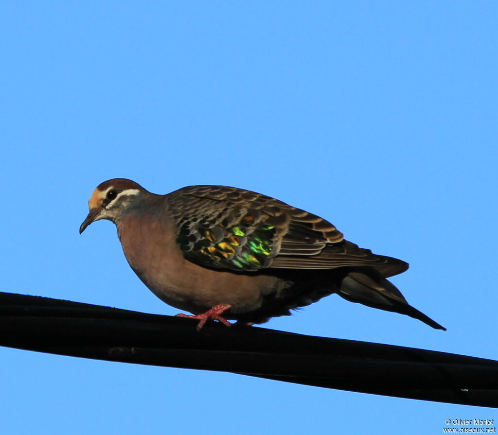 Common Bronzewing