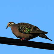 Common Bronzewing