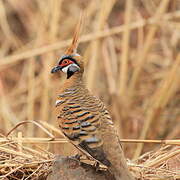 Colombine plumifère