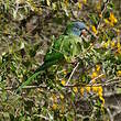 Conure à tête bleue