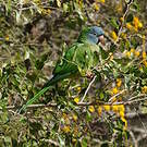 Conure à tête bleue