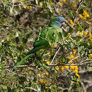 Conure à tête bleue