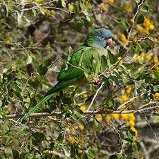 Conure à tête bleue