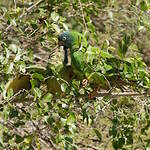 Conure à tête bleue