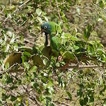Conure à tête bleue