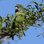 Conure à tête bleue