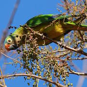 Peach-fronted Parakeet
