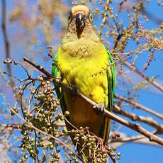 Conure couronnée