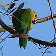 Conure cuivrée
