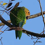 Conure cuivrée