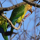 Conure cuivrée