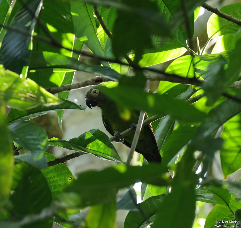 Dusky-headed Parakeet