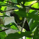 Conure de Weddell