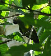 Dusky-headed Parakeet