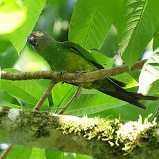 Conure de Weddell