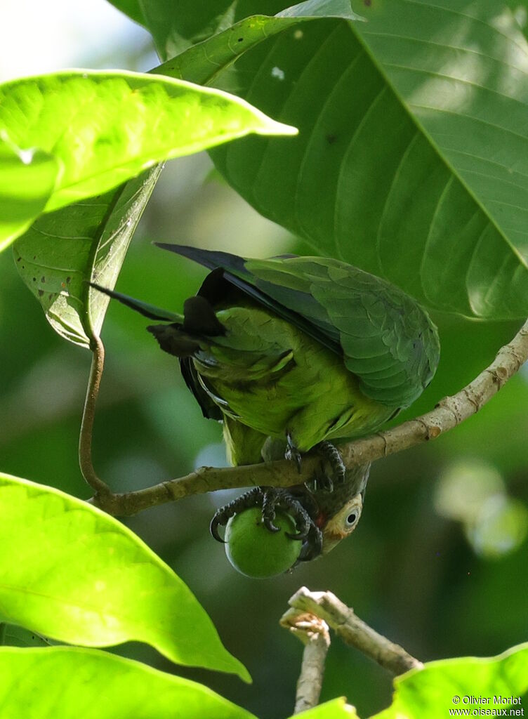 Dusky-headed Parakeet