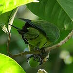 Conure de Weddell