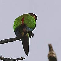Conure versicolore