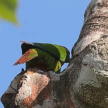 Conure versicolore