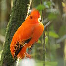 Coq-de-roche orange